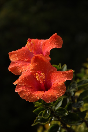 Red hibiscus flower in Kiryat Tivon Israel