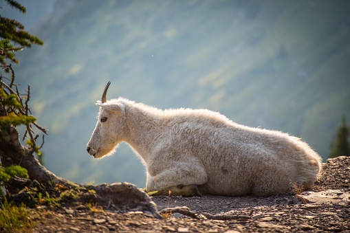 Una cabra de las Montañas Rocosas en el Parque Nacional Glacier photo