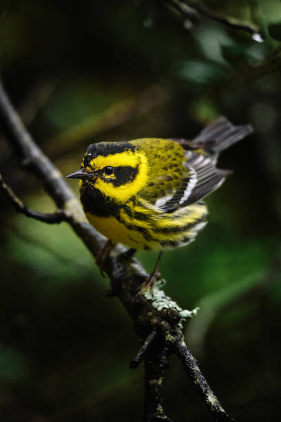 Photo of Townsend Warbler Perched on a small branch in the forest