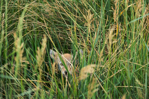 Baby Fox Hiding in Tall Grass in Genoa, CO, United States