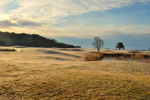 Frost covered dunes along a rural road at dawn on a frigid December morning on the eastern shore region of Maryland
