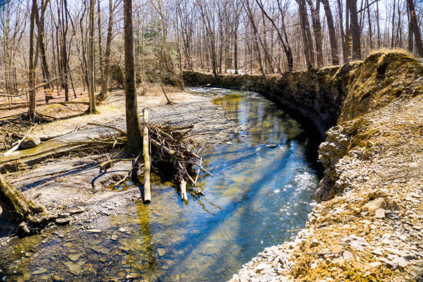 istock Creek in the Woods 1307298088