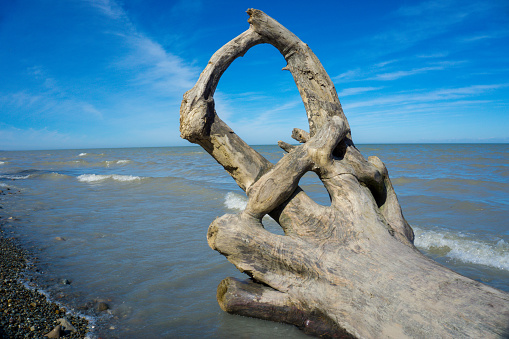 Driftwood a California beach