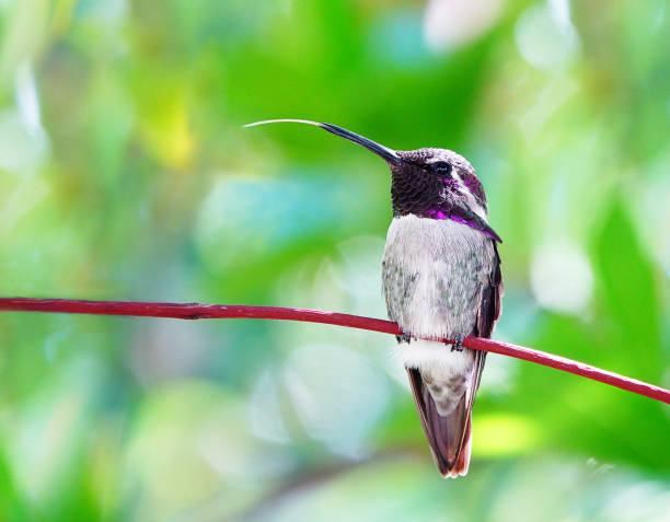 istock Male Costa Hummingbird 1307298864