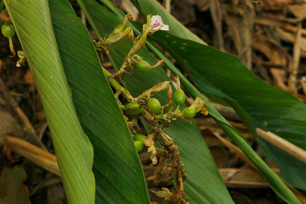 vainas de cardamomo verde e inmadura en planta en kerala, india.is la tercera especia más cara, guatemala es el mayor productor de cardamomo - cardamom fotografías e imágenes de stock