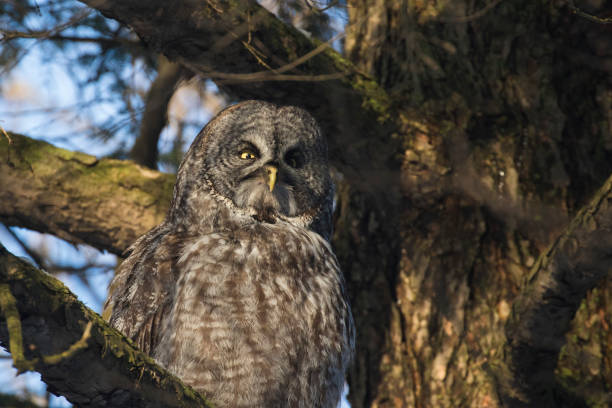 istock great grey owl or great gray owl 1307299857