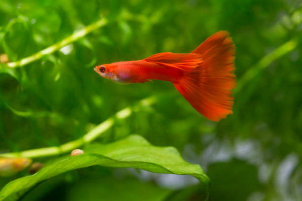 istock Albino male full red guppy 1307300063