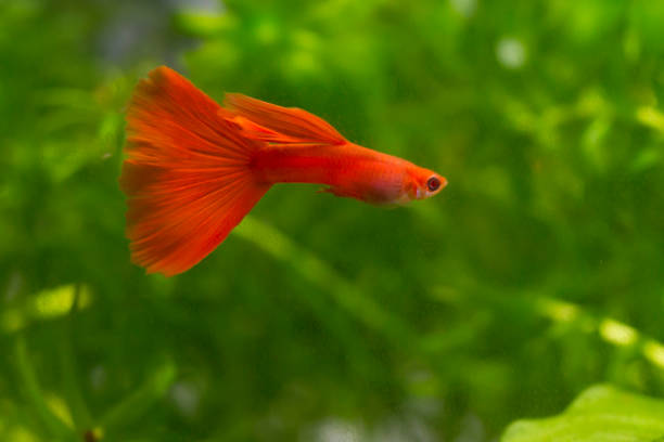 istock Albino male full red guppy 1307300064