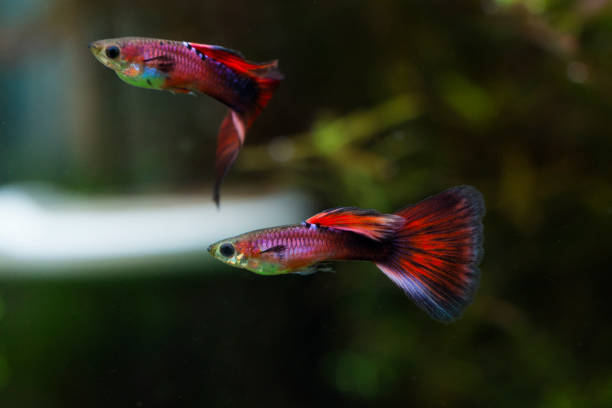 istock Colorful male  guppy (Poecilia reticulata) 1307300092