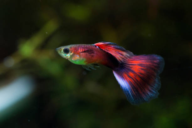 istock Colorful male  guppy (Poecilia reticulata) 1307300096