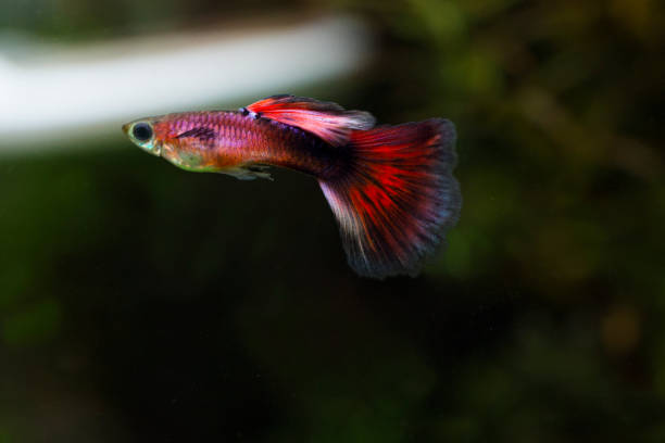 istock Colorful male  guppy (Poecilia reticulata) 1307300098