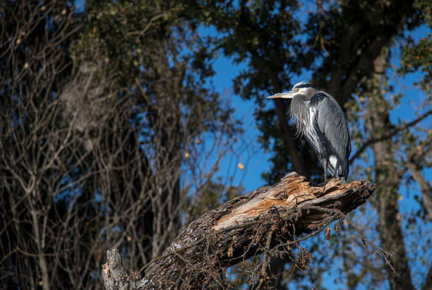 istock Great Blue Heron at Lodi Lake Park 1307301019