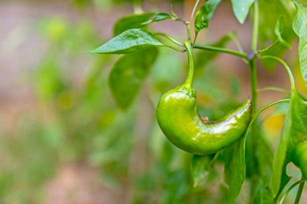 Green Fresh Two Peppers On The Branch In Garden