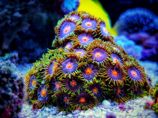 istock Zoanthus polyps small colony in closeup shot 1307302637