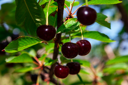 Morello Cherries on the tree , ready for harvesting