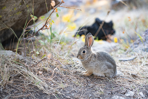 View of an Eastern Cottontail rabbit (Sylvilagus Floridanus) on grass