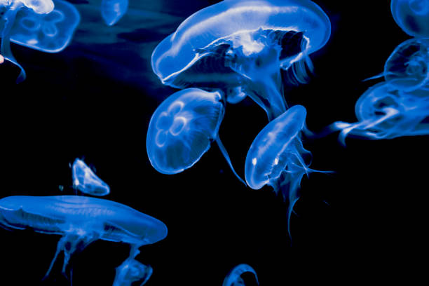 istock Smack of Moon Jellies 1307304148