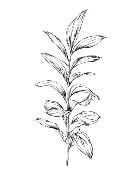 Vector illustration of Ruscus Leaves Ink Drawing. Vector EPS10 Illustration