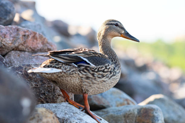 Duck standing on the stones in the Moscow river