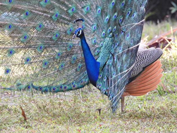 istock Peacock (Pavo cristatus) male raises its tail in mating and courtship rituals 1307309922