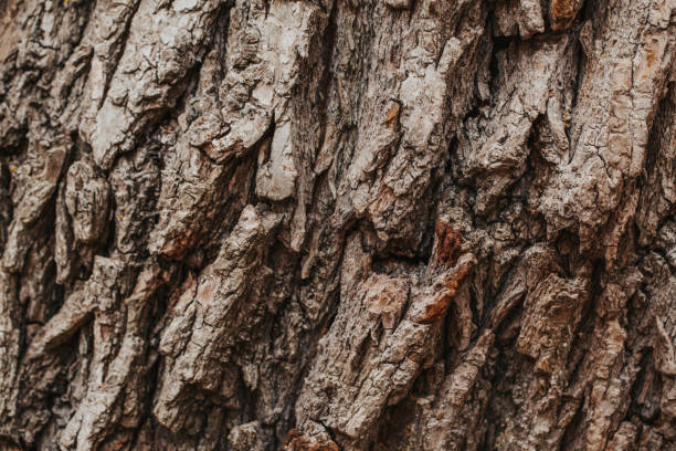 natürliche holz textur hintergrund. nahaufnahme makro von alten baumrinde. abstrakte eiche natur hintergrund oder eine tapete. ungewöhnliche musteroberfläche mit rissen, löchern, kurvigen formlinien. - bark stock-fotos und bilder