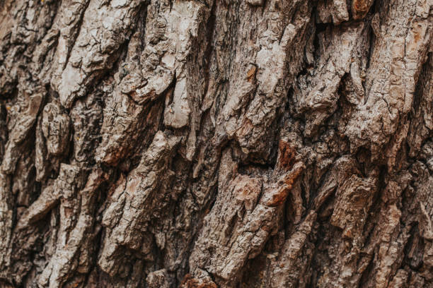 naturalne drewniane tło tekstury. zbliżenie makro starej postarzanej kory drzewa. abstrakcyjne dąb tle przyrody lub tapety. niezwykła powierzchnia wzoru z pęknięciami, otworami, krzywymi liniami kształtu. - barque zdjęcia i obrazy z banku zdjęć