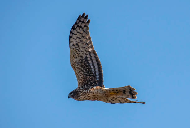 istock Close Up of a Female Harrier Hawk in Flight 1307311191