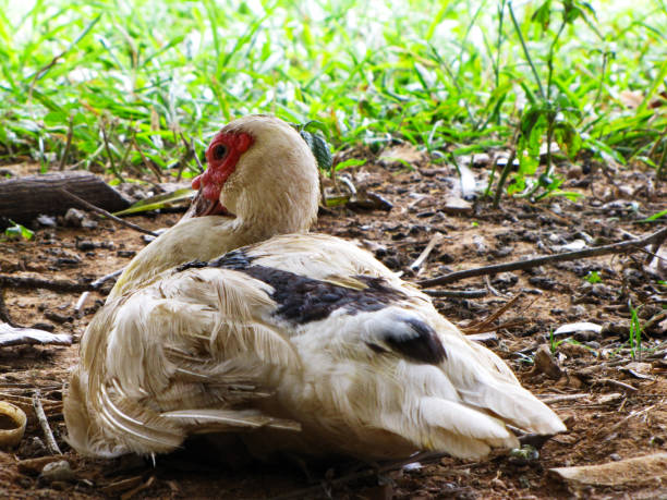 istock White Geese resting on the ground 1307312808