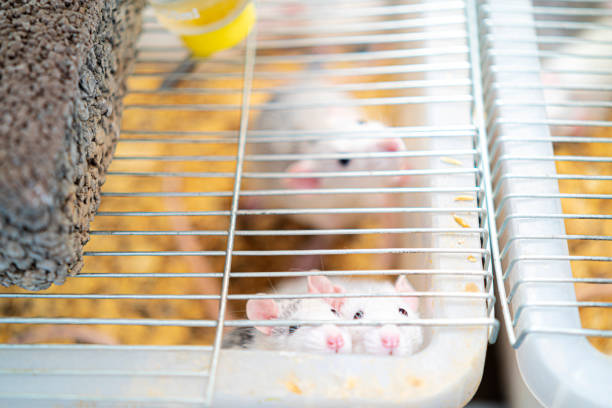 istock The little white-gray rat eats paddy and water in its cage 1307313820
