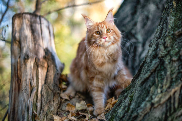 istock A big maine coon kitten sitting on a tree. 1307313885
