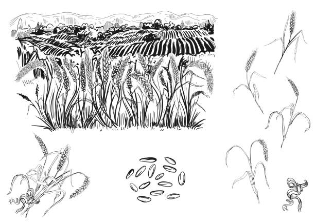 tangan ditarik hitam dan putih vektor ilustrasi set biji-bijian, telinga gandum, rumput. sketsa. - paddy ilustrasi stok