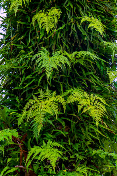 istock green forest fern petals. fern pattern macro 1307316899