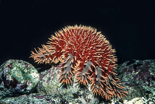 Crown of thorns starfish, Acanthaster ellisii, Sea of Cortez, Mexico. Sea star. Red and orange starfish on a rock.