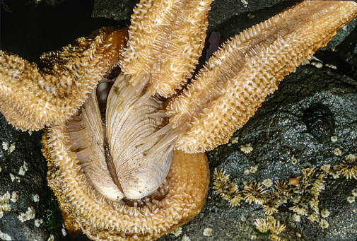 Mottled sea star, Evasterias tronschelii, Halleck Harbor, Kuiu Island, Tongass National Forest, Alaska. Tube feet attached to a clam, feeding on the clam.