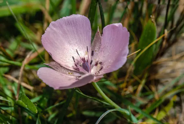 Calochortus uniflorus is a species of flowering plant in the lily family known by the common names Monterey mariposa lily and large-flowered star-tulip and pink star tulip. Point Lobos State Park, California.
