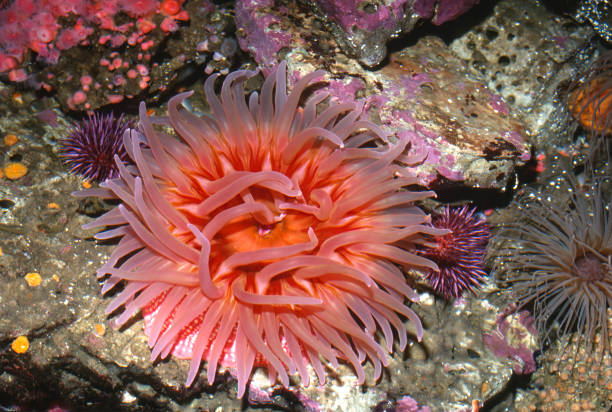 White spot rose anemone, Tealia lofotensis, California Coast.