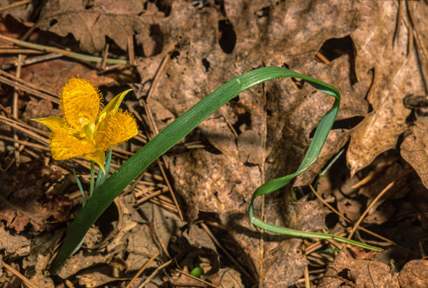 tulipano stella gialla, calochortus monophyllus, pine grove, california. - star tulip foto e immagini stock