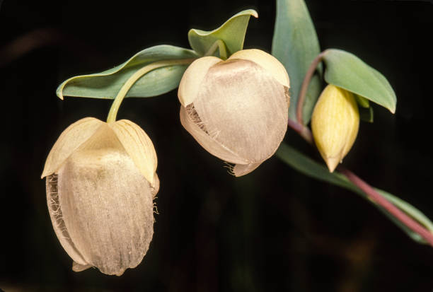 calochortus albus ist eine art aus der gattung calochortus aus der familie der liliaceae( es ist auch bekannt durch die gemeinsamen namen fee laterne, weiße fee laterne, rosa fee laterne, laterne der feen, globus lilie, weiße globus lilie, weiße globus- - globe lily stock-fotos und bilder