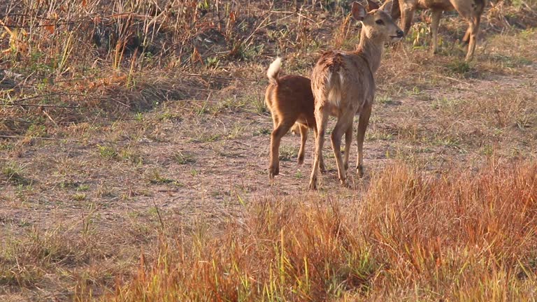 Whitetail Deer pregnant doe, yearling trying to nurse, Whitetail Deer (Odocoileus virginianus) in Georgia, Slow-motion, 1/2 natural speed