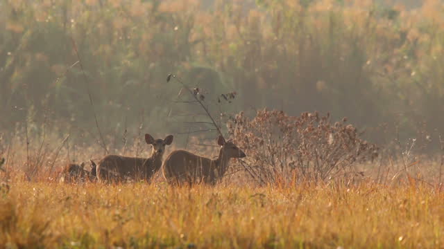 Deer in the meadow