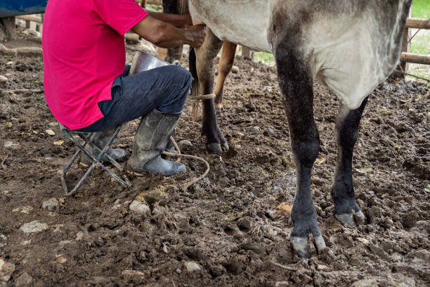 istock man milking a cow in the stable 1307322700