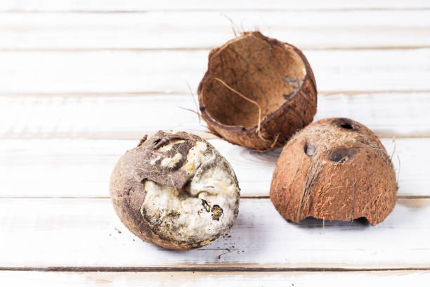 istock Spoiled coconut pulp with mold lies on a light wooden background. 1307323700