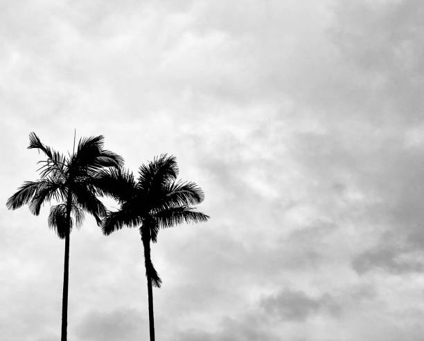 istock Palm Trees Silhouette Outline against Cloudy Sky 1307323720