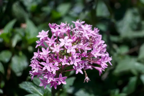 Photo of Pentas lanceolata - Egyptian starcluster