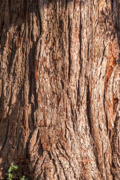 texture de l’écorce de l’arbre géant de séquoiadendron - lumber industry timber tree redwood photos et images de collection