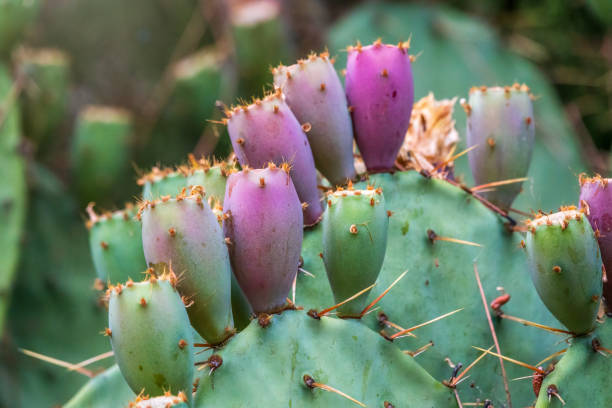 cactus épineux de figue de barbarie ou cactus tigertongue, lat. opuntia cacanapa ellisiana - prickly pear pad photos et images de collection