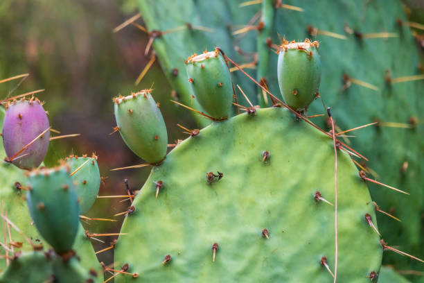 cactus épineux de figue de barbarie ou cactus tigertongue, lat. opuntia cacanapa ellisiana - prickly pear pad photos et images de collection
