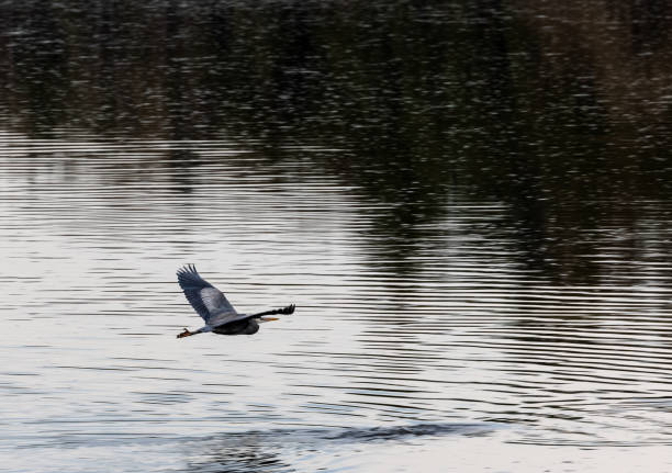 istock Great blue heron (Ardea herodias) gliding above lake 1307325336