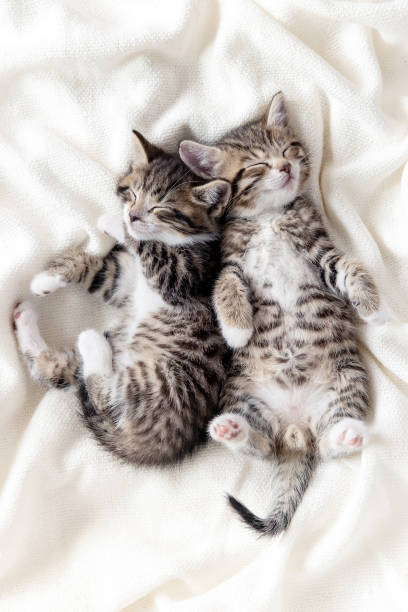 istock Two small striped domestic kittens sleeping at home lying on bed white blanket funny pose. cute adorable pets cats 1307326193