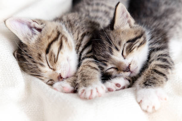 istock Two small striped domestic kittens sleeping at home lying on bed white blanket funny pose. cute adorable pets cats 1307326203
